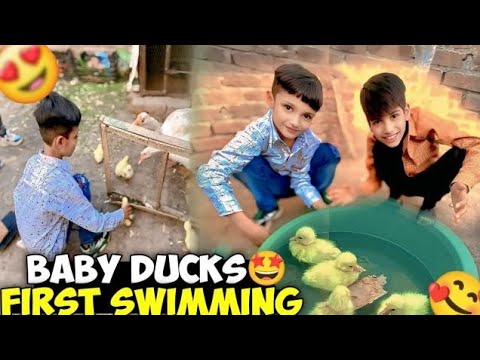 Ducks k Babies