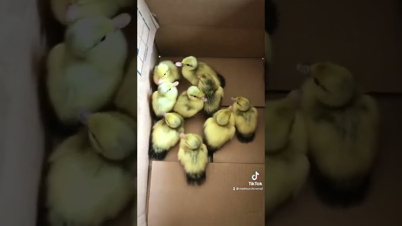 Primeiros procedimentos com os 9 patinhos 🐣🦆😍 vejam !! #viral #animals #shorts #tiktok