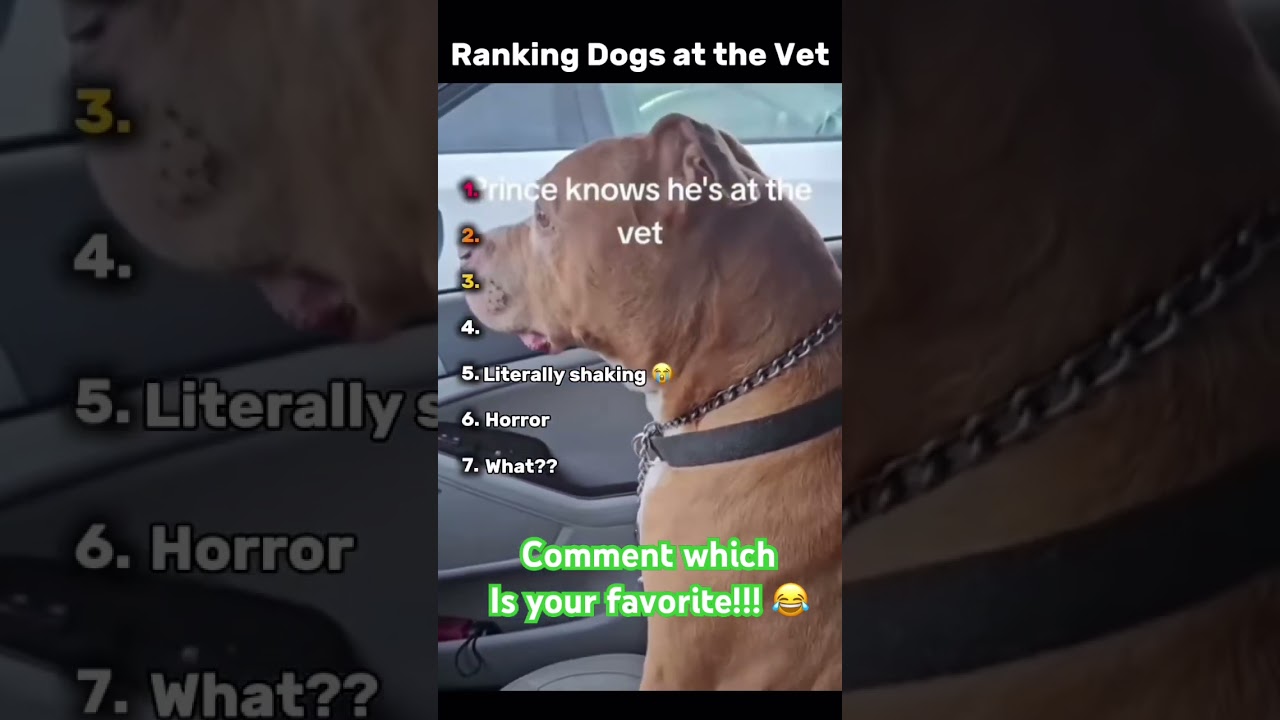 When the dogs realize they have to go to the vet 😂