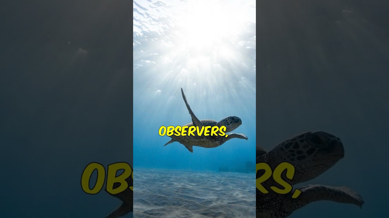 Turtles: Secrets of Their Century-Long Life