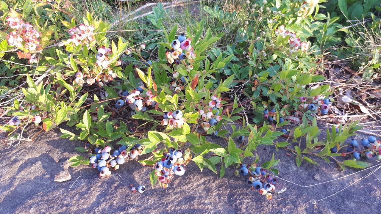 Blueberry Picking in Sydney, Cape Breton, Nova Scotia, Canada YouTube