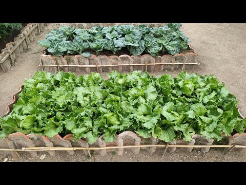 Video: Apakah Salad Iceberg – Petua Untuk Menanam Salad Iceberg Di Taman