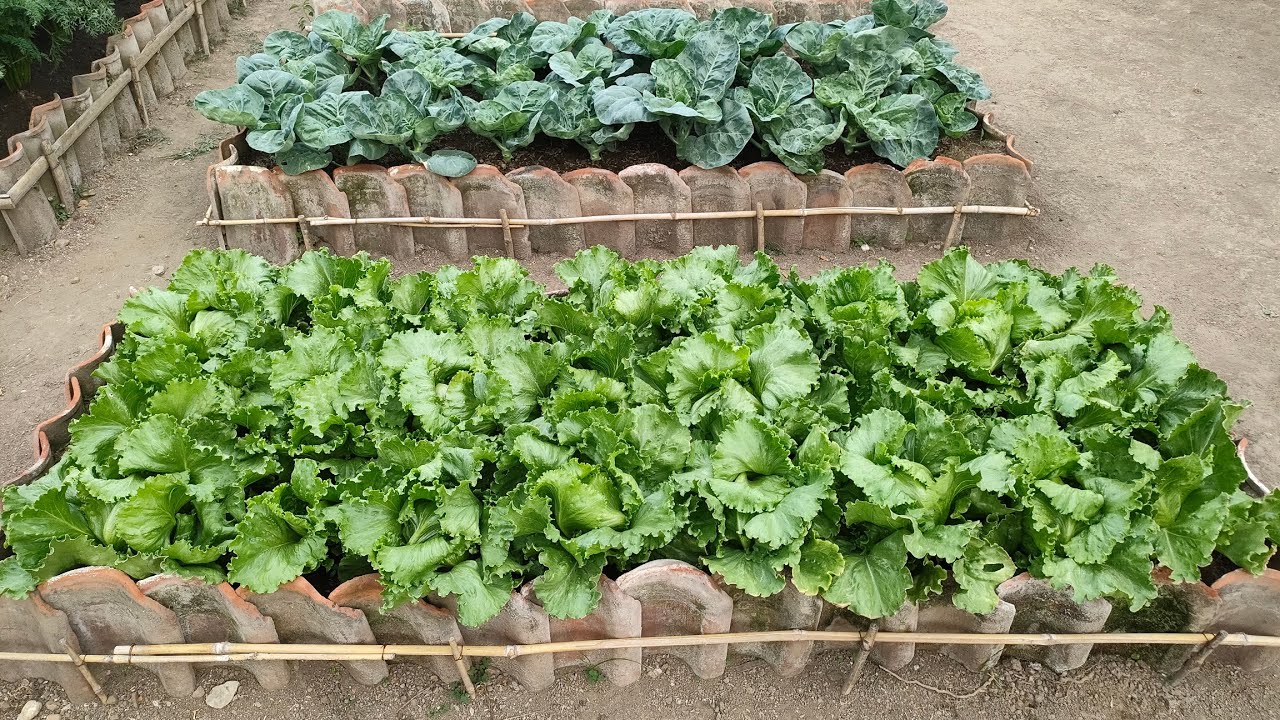 cara menanam selada iceberg dari benih sampai panen || How to plant