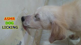 Golden Retriever Puppy Licks Wall  ASMR Dog Licking