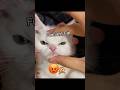 hahaha funny 😂🤣🤣 #youtubeshorts #viralvideo #funny #cute #funnyanimal #vlog #comedyvideos