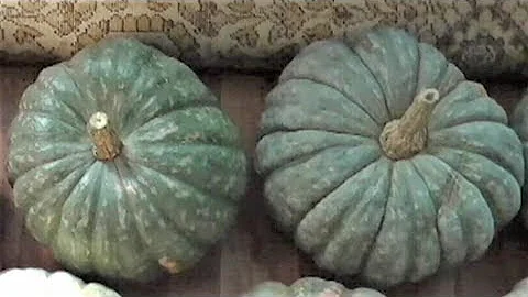 Почему тыква бывает несладкая и невкусная