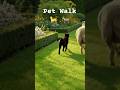 Pet Walk 🐈 🐐/ #shorts | IftikharAhmed-Worldanimals | #shortsfeed #cat #animals #pets