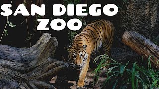 San Diego Zoo - Walking Tour 4K