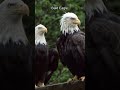 “Top 3 Strongest Animals in the USA 🇺🇸💪 (4K)”