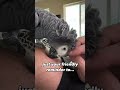 Your daily reminder 😉 #remix #africangrey #recall #parrotflying #parrot