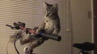 Celebrity Tiny Kitten Falls Off Bike Handlebars Profile