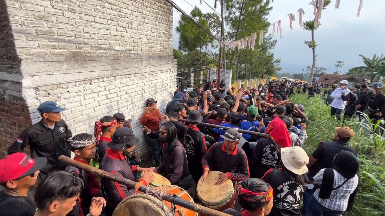 Enak gini Ngareak katempatkeun cuta muda Cipulus 