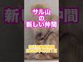 サル山の新しいお友達【2026年4月21日】　#がんばれパンチ #市川市動植物園 #animals #ニホンザル #オランママ # #punch #animalshorts #shorts