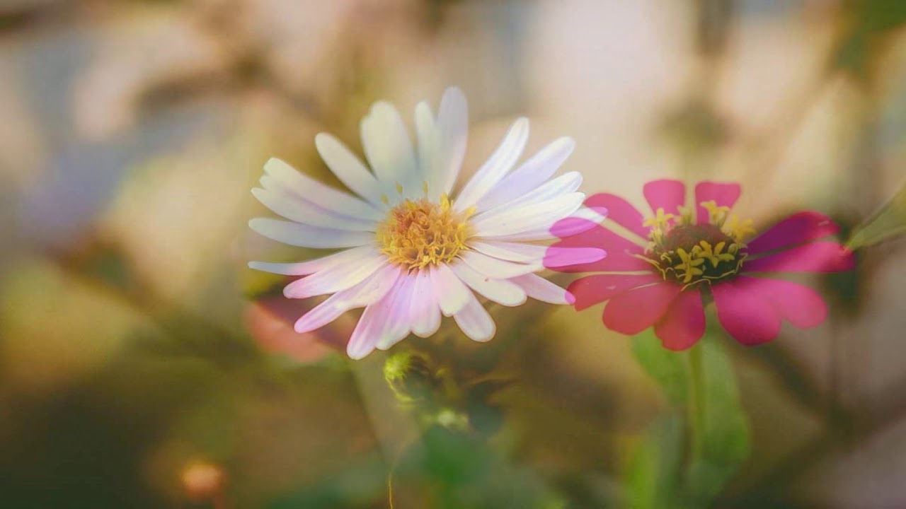 Beautiful blur flowers (HD1080p) - YouTube