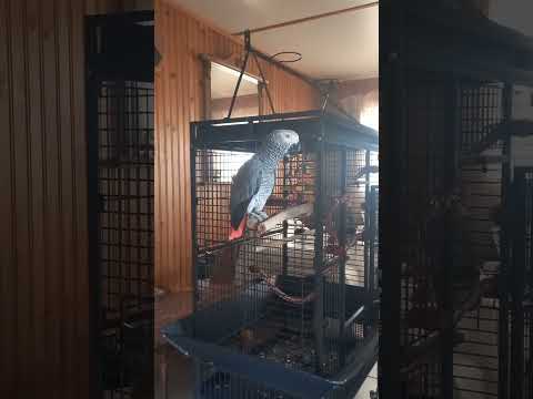 Κούκλε..Σ'αγαπώ😍@Fidelthegreyparrot #africangreyparrots#funnypets#talkingparrot #παπαγάλοσ