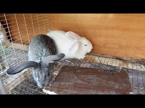 Ჩემი ბოცვრები