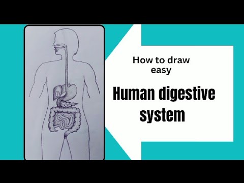 Circulatory System Drawing Kids - Circulatory System Easy To Draw - Free  Transparent PNG Download - PNGkey