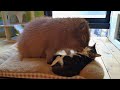 Capybara Song TikTok