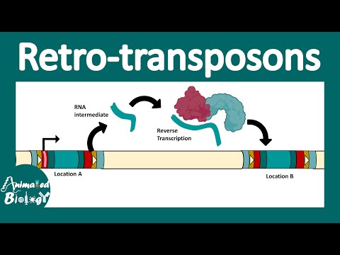 Retrotransposons | Retroviral retro transposon | Non LTR retrotransposon | LINEs and SINEs | molbio