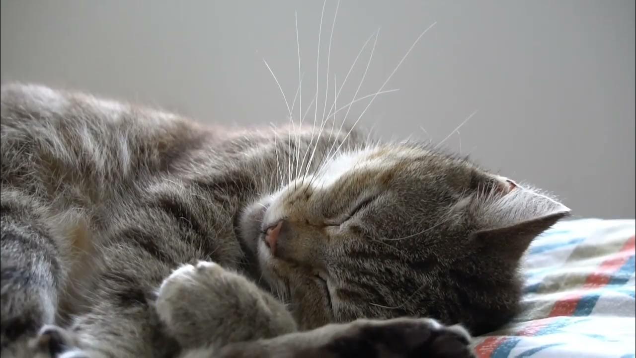 what does cat sleeping position YouTube