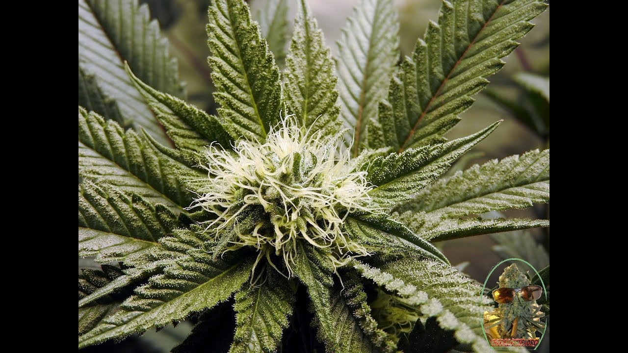 Solfire Gardens Black Banana Cookies #9 And Oni Seed Co Tropicanna Cookies Day 21