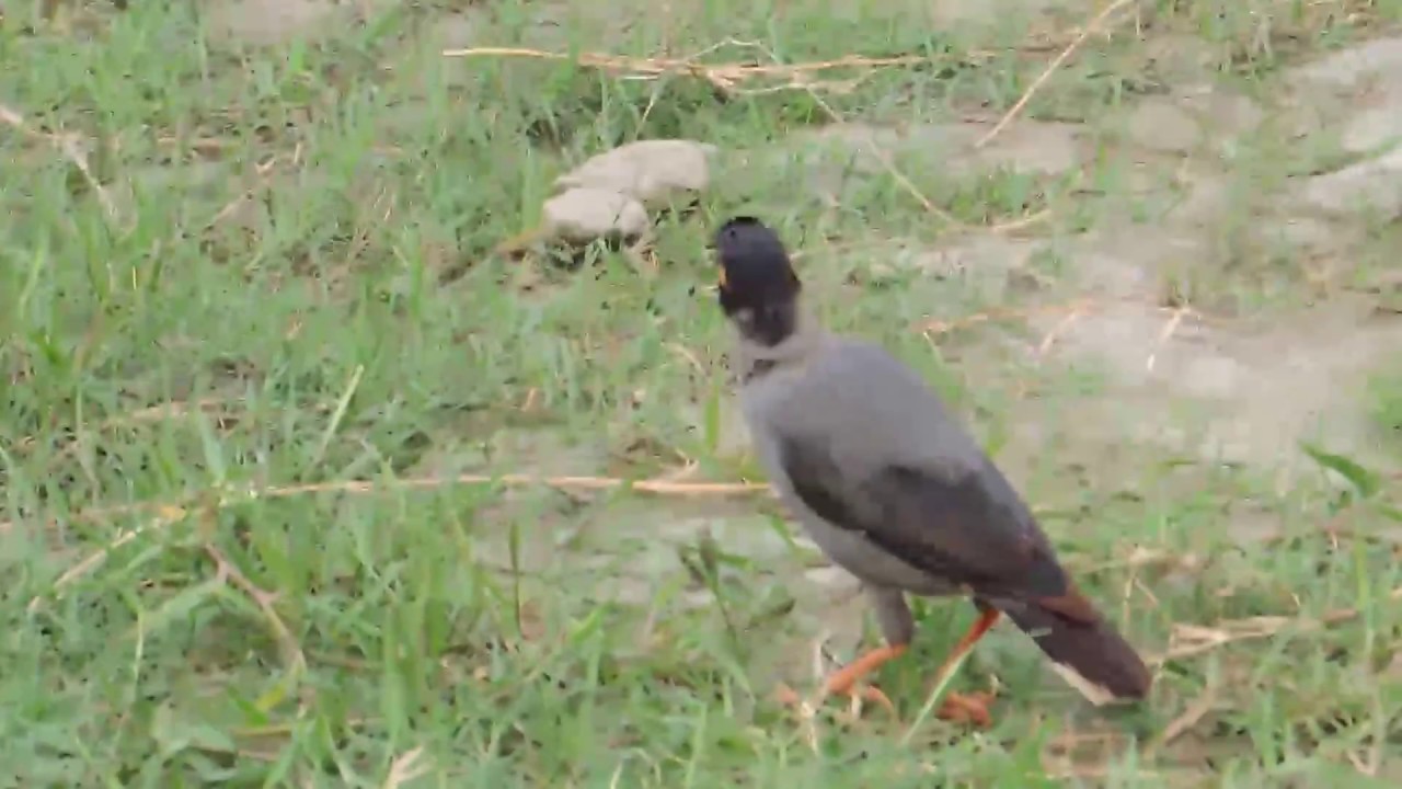 Birding in Delhi (Asola Bhatti Wildlife Sanctuary)