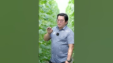 P1 - Làm sao để tham khảo mô hình dưa lưới của Kieufarm | Ninh Nguyễn Official #shorts