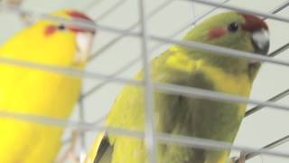 Все О Домашних Животных: Бегающий Попугай Все О Домашних Животных: Бегающий Попугай