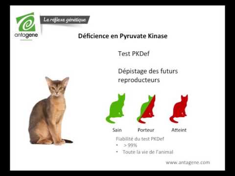 Vidéo: Déficit En Pyruvate Kinase Chez Le Chat