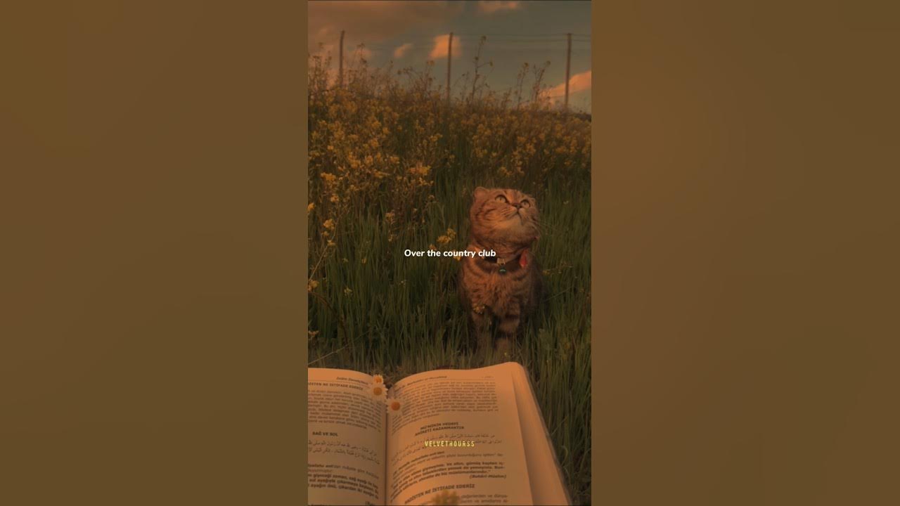 Lana's songs are pure magic π· Lana Del Rey - Chemtrails over the country club | #music #shorts #fyp Lana's songs are pure magic π· Lana Del Rey - Chemtrails over the country club | #music #shorts #fyp