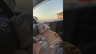 Dog Getting Cozy While Driver Holds Car Wheel