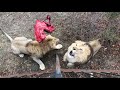 Экшн видео! Кормление львов не из прайда Чука! Action video! Feeding lions is not from Chuk's pride!