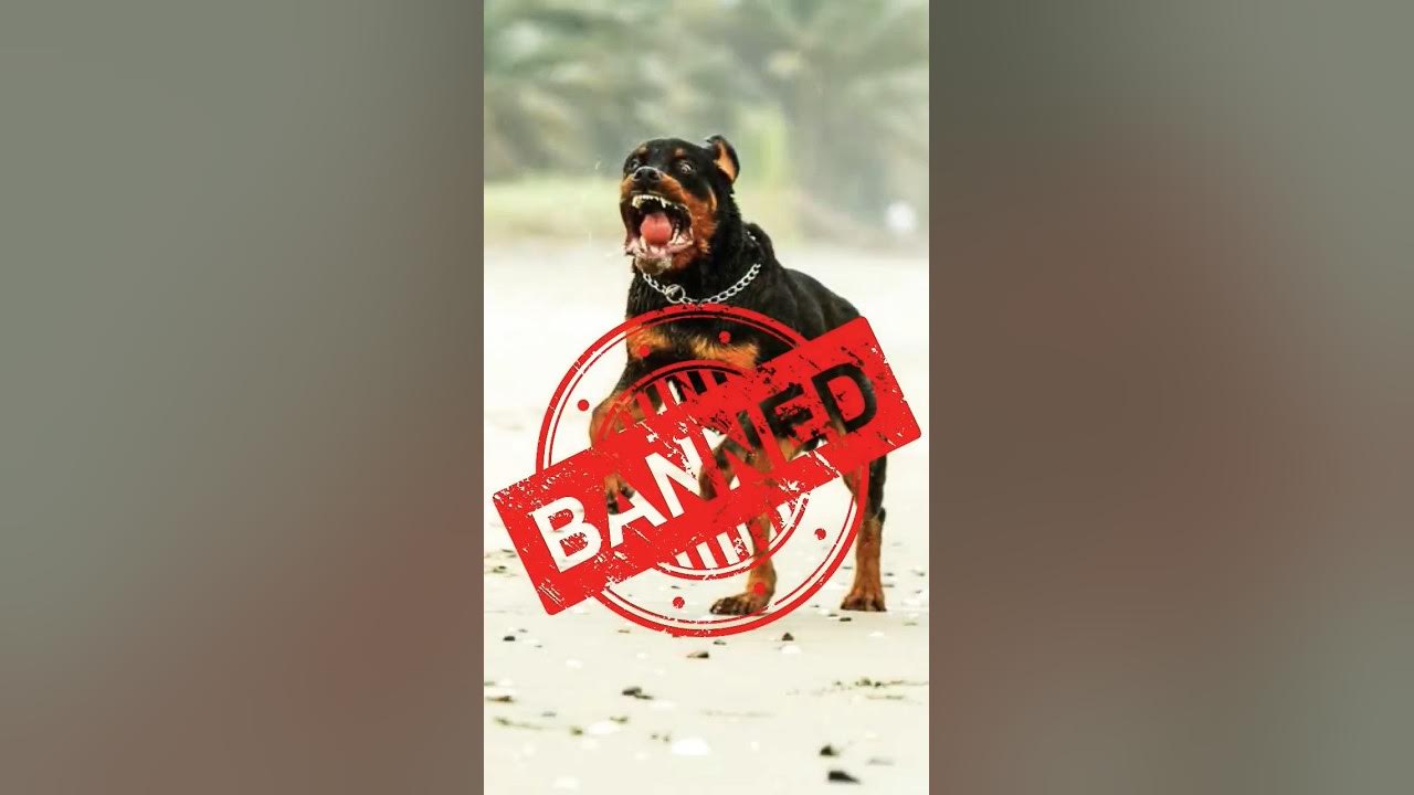 List Of Dogs Banned In India 2024 shorts reels stories dogs banned list-of-dogs-banned-in-india-2024-shorts-reels-stories-dogs-banned
