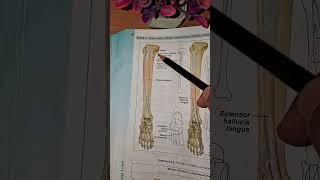 Tibialis anterior muscles full explanation||FUTUREPHYSIOTHERAPIST||#study #anatomy #learning #easy