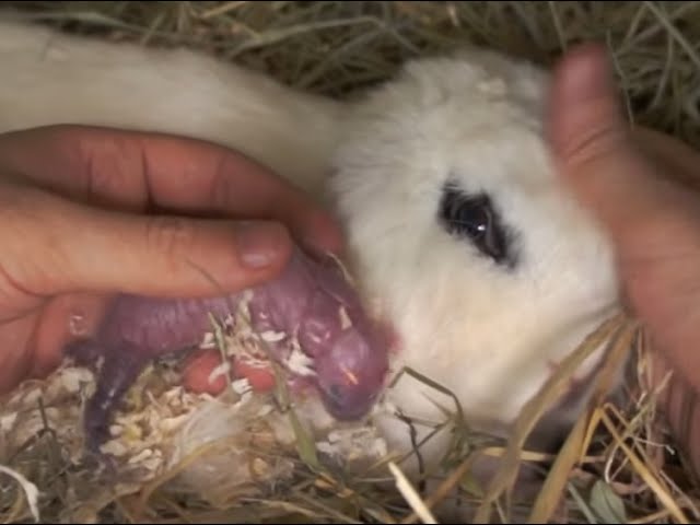 Lapins Mise Bas D Une Lapine En Direct La Naissance Des Lapereaux Partie 2 Youtube
