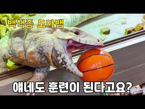 거대 <strong>도마뱀을</strong> 위해 방을 내어 준 부산 남자ㄷㄷ 클라스가 다르네요ㅋㅋ