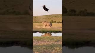 Rhino Sends Buffalo Flying With One Massive Charge