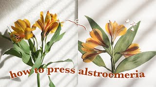 How to press alstroemeria | How to press flowers