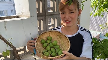 Cách làm gỏi cóc tôm từ cây nhà trồng tại nhà