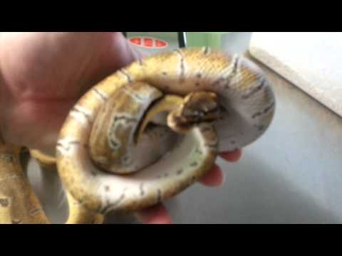 2013 Ball Python holdbacks and breeders!