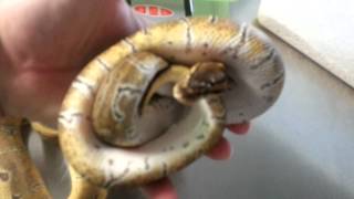Celebrity 2013 Ball Python holdbacks and breeders! Profile