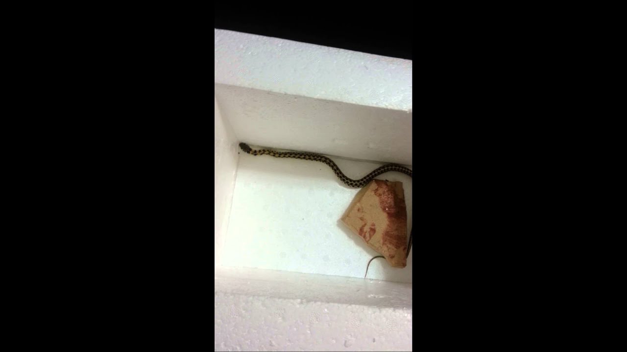 snake oil Checkered garter snake swimming