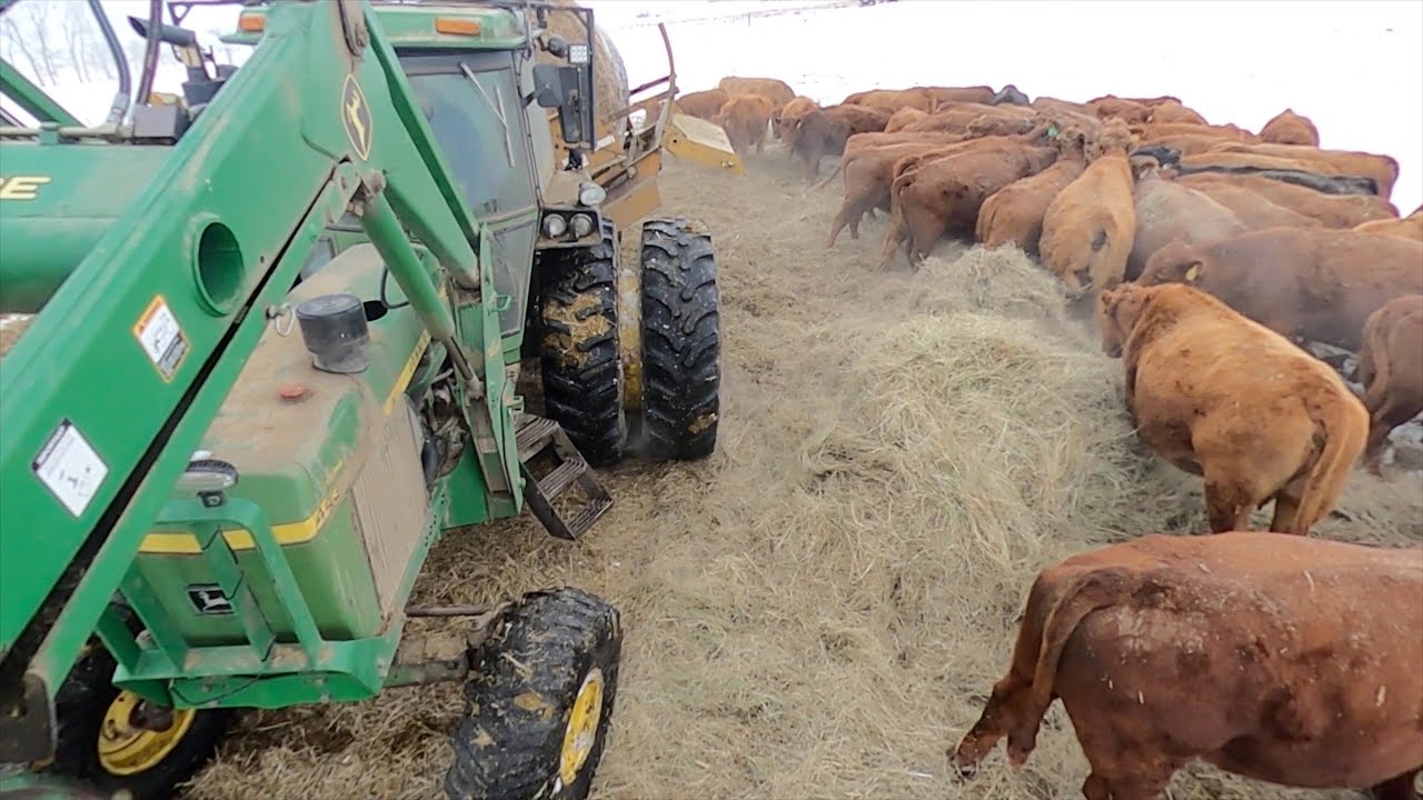 More New Calves and We Went To A Bull Sale - YouTube