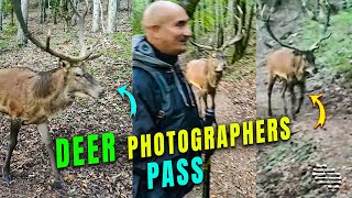 Male Dear Passes by Photographers