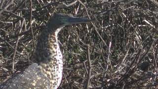 Laguna Las Aves ó Calchaquí Santa Fe Argentina 2025