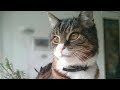 拾ってくれた男性を慕い続け離れない猫。21年の時が流れ・・・【nekoの部屋】