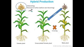 Hybridization in Corn