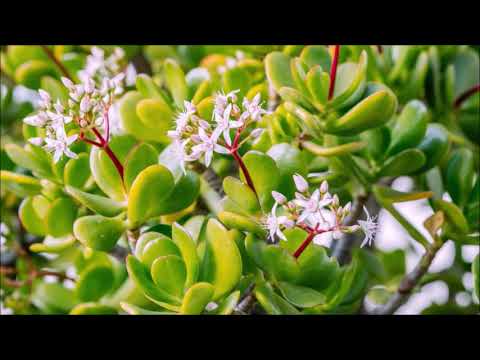 Βίντεο: Ανάπτυξη παχύφυτων φυτών Kalanchoe: Μάθετε πώς να φροντίζετε μια Kalanchoe