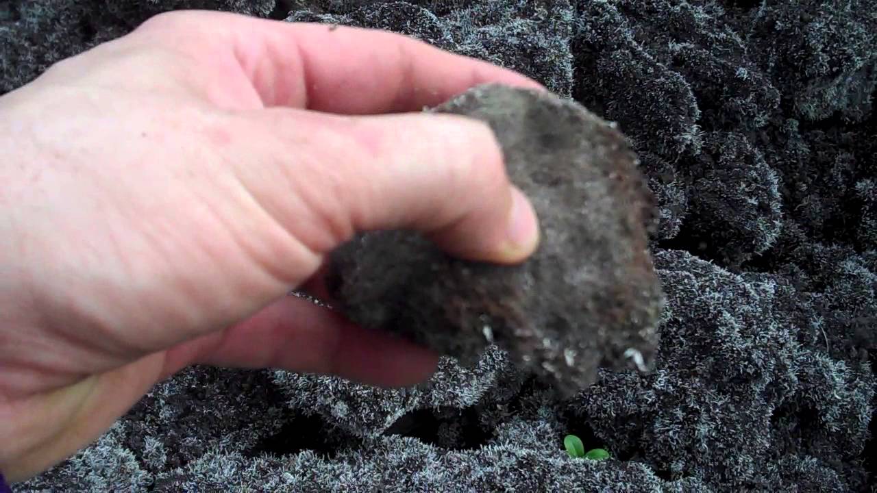 Recently Formed Pumice Stone YouTube