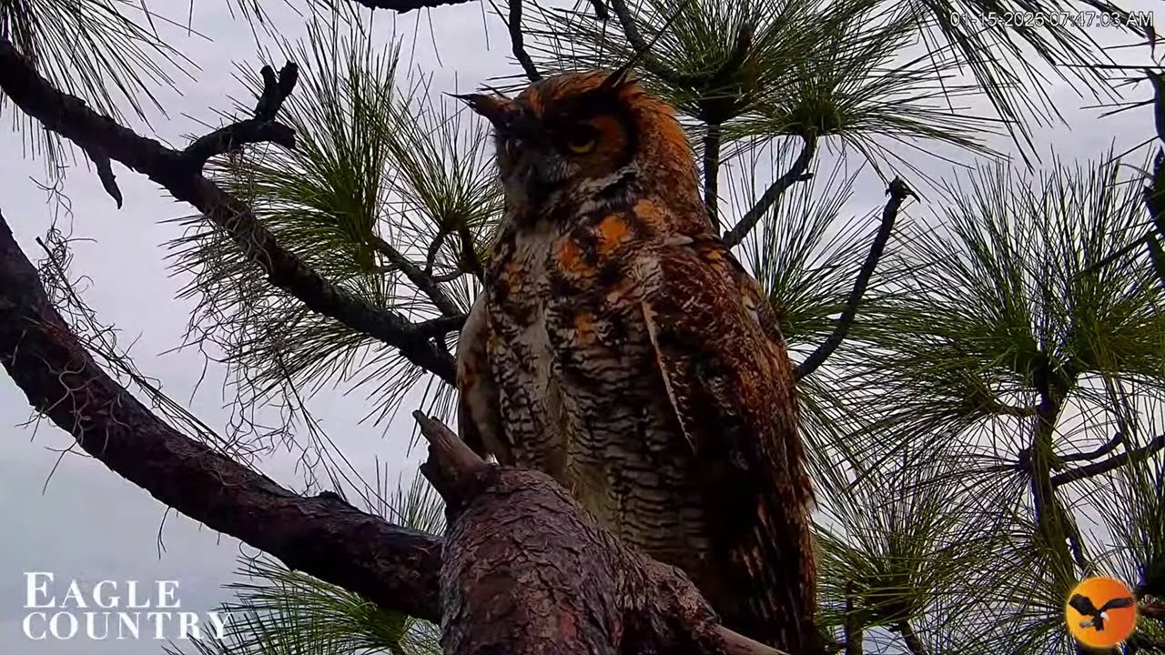 Eagle Country Nest: While Willow was not in the nest, Gus watching over the egg. --  2026 01 15